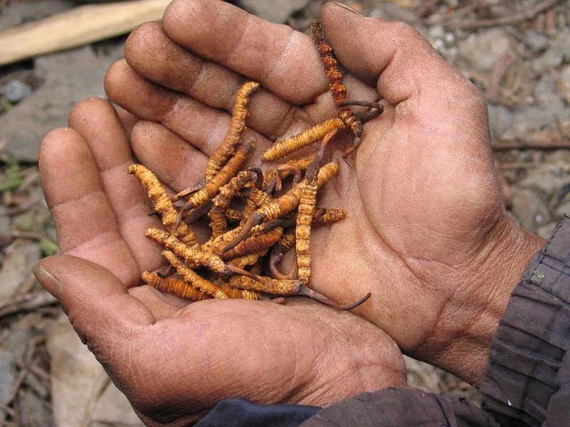 Cordyceps (đông trùng hạ thảo)