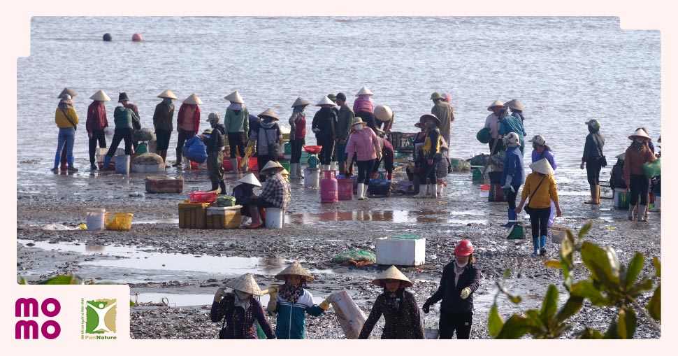 Gây quỹ góp cây và phục hồi rừng ngập mặn ven biển Hưng Yên, Ninh Bình (Đợt 1)