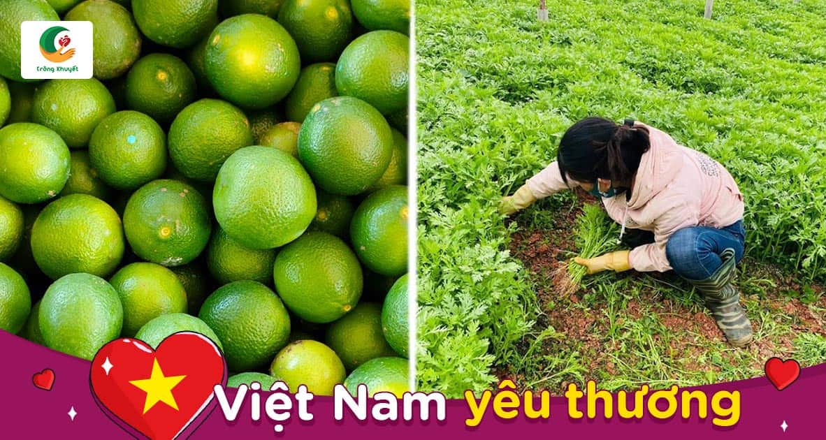 Người dân Sài Gòn đang rất khan hiếm rau củ quả