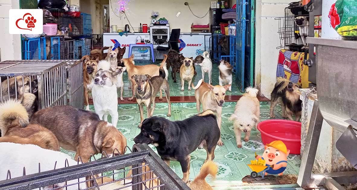 Cùng Quỹ Bảo Trợ Thú Cưng Sài Gòn góp Heo Vàng xây dựng “Mái ấm thú cưng” cưu mang các bạn chó mèo