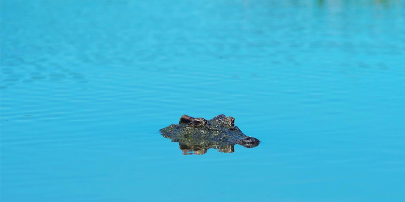Chiêm ngưỡng cá sấu nước ngọt săn mồi là một hoạt động không thể bỏ qua