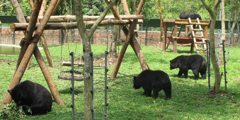 Trạm cứu hộ vườn quốc gia Nam Cát Tiên là nơi chăm sóc những chú gấu bị thương và trả chúng về với tự nhiên