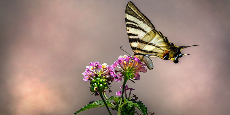 Nếu đi vào mùa bướm, du khách có cơ hội được chiêm ngưỡng nhiều loài bướm đẹp trong rừng