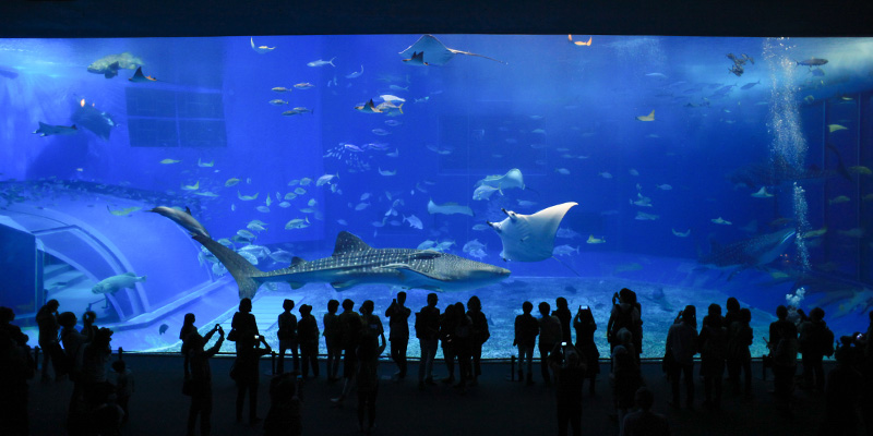 S.E.A Aquarium - một trong những thủy cung lớn nhất thế giới.