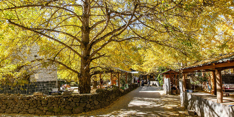 Làng Yinxing nhuộm sắc vàng vào mùa thu bởi hàng ngàn cây bạch quả