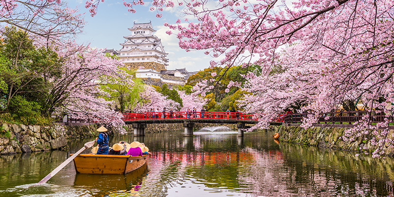 Mùa xuân nước Nhật “phủ hồng” dưới những tán anh đào lãng mạn.