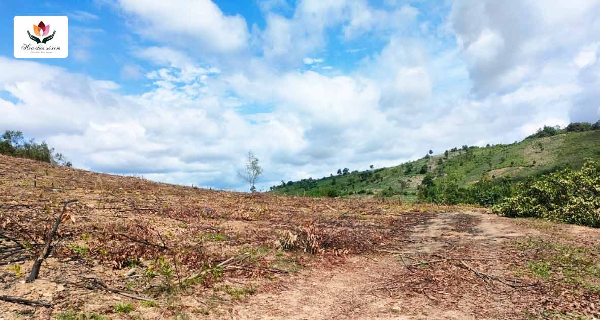 Bổ sung thêm cây xanh cho những vùng rừng đã bị tàn phá, nhằm chống lại sự xói mòn đất đai, phục hồi hệ sinh - 2
