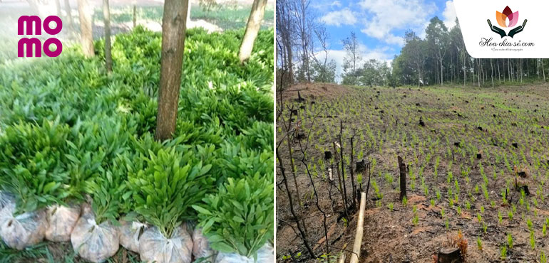 650 cây xanh đã được trồng cho 2ha rừng trong chiến dịch “Phủ xanh đất trống đồi trọc”