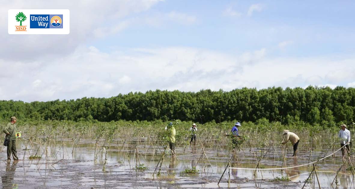 Chung tay gây quỹ hoàn thành mục tiêu trồng 2.500 cây bần chua của dự án cải tạo rừng tại Cù Lao Dung